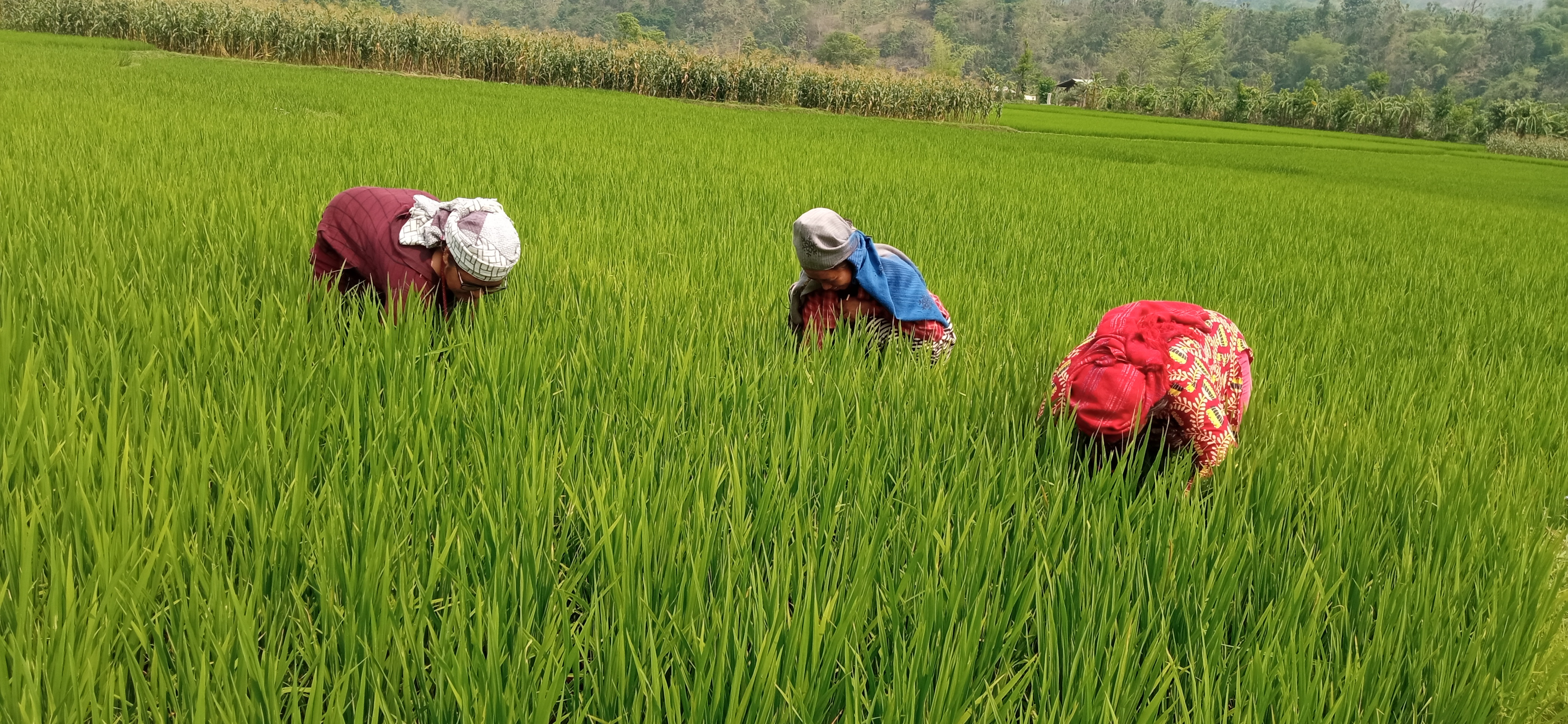 चैतेधानले हरियाली हुने पाल्पाका अधिकांश खेत मकैले भरिन थाले